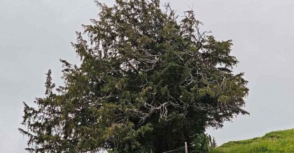 জার্মানিতে মিলল প্রায় ১১০০ বছরের পুরোনো ইউ গাছ