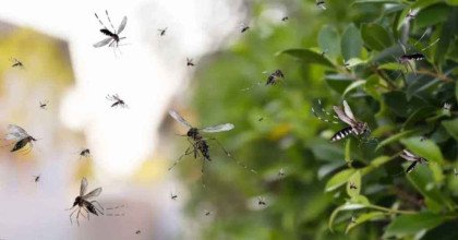 মশা দমনে যুক্তরাষ্ট্রে ছাড়া হবে ৬ লাখ পুরুষ মশা