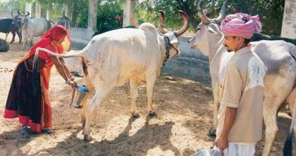 ভারতে গোমূত্র কিনছে সরকার, লিটারপ্রতি ১০ রুপি