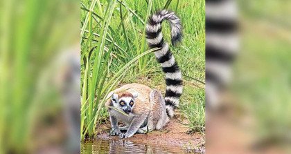 বাংলাদেশ থেকে চুরি হওয়া সেই লেমুর এখন ভারতে