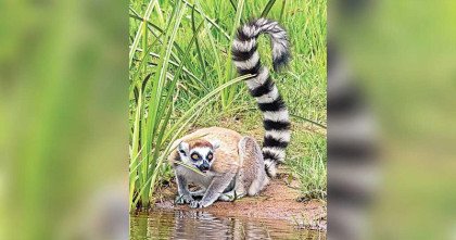 লেমুর চুরির ঘটনায় এবার যে ব্যাখ্যা দিলো আম্বানির বনতারা কর্তৃপক্ষ