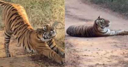 রাস্তার মাঝখানে বাঘের ঘুম, আটকে রইল পর্যটকদের গাড়ি